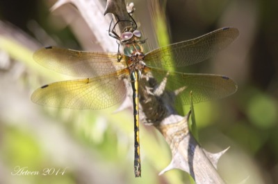 Oxygastra curtisii hembra en estado por Antonio E. Tetares Ventura