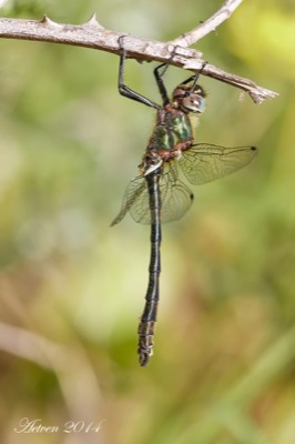 Oxygastra curtisii macho en estado por Antonio E. Tetares Ventura