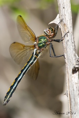 Oxygastra curtisii hembra en estado por Antonio E. Tetares Ventura
