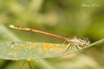 Platycnemis acutipennis macho en estado por Antonio E. Tetares Ventura