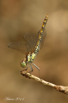 Sympetrum nigrifemur hembra en estado por Antonio E. Tetares Ventura
