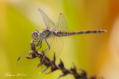 Sympetrum nigrifemur hembra en estado por Antonio E. Tetares Ventura