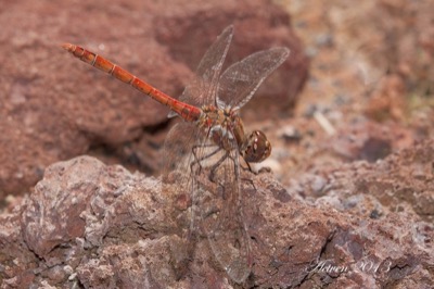 Sympetrum nigrifemur macho en estado por Antonio E. Tetares Ventura