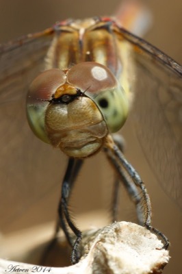 Sympetrum nigrifemur macho en estado por Antonio E. Tetares Ventura