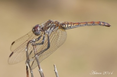 Trithemis annulata hembra en estado por Antonio E. Tetares Ventura