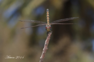 Trithemis arteriosa hembra en estado por Antonio E. Tetares Ventura
