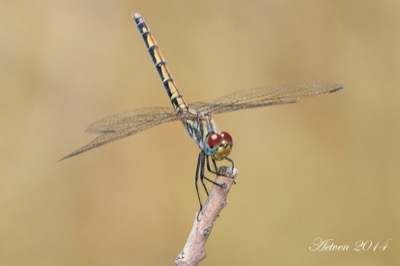 Trithemis arteriosa hembra en estado por Antonio E. Tetares Ventura