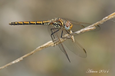 Trithemis arteriosa hembra en estado por Antonio E. Tetares Ventura