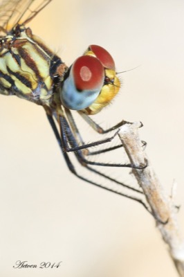 Trithemis arteriosa hembra en estado por Antonio E. Tetares Ventura