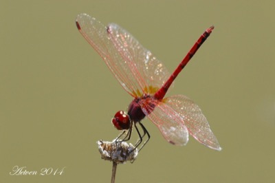 Trithemis arteriosa macho en estado por Antonio E. Tetares Ventura