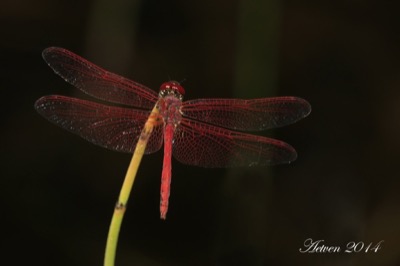 Trithemis arteriosa macho en estado por Antonio E. Tetares Ventura