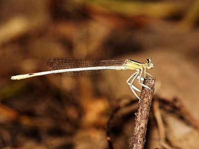 Platycnemis latipes macho en estado por Angel Martín Ojeda