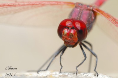 Trithemis arteriosa macho en estado por Antonio E. Tetares Ventura
