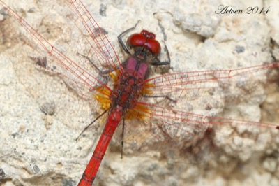 Trithemis arteriosa macho en estado por Antonio E. Tetares Ventura