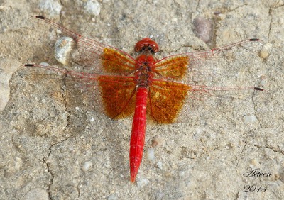 Trithemis kirbyi macho en estado por Antonio E. Tetares Ventura