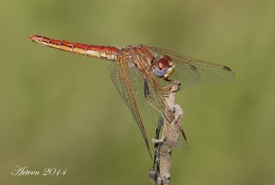 Trithemis kirbyi hembra en estado por Antonio E. Tetares Ventura
