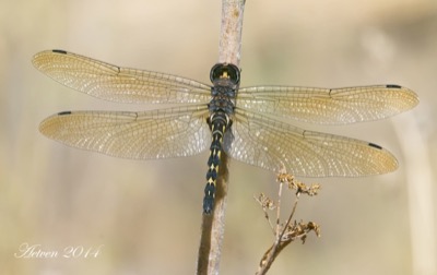 Zygonyx torridus hembra en estado por Antonio E. Tetares Ventura