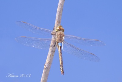Hemianax ephippiger macho en estado por Antonio E. Tetares Ventura