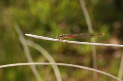 Ceriagrion tenellum hembra en estado por Angel Martín Ojeda