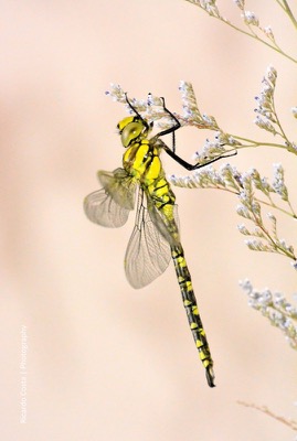 Aeshna cyanea macho en estado por Ricardo Jorge Almeida Costa