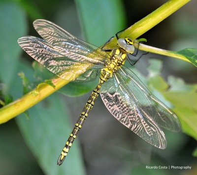 Aeshna cyanea macho en estado por Ricardo Jorge Almeida Costa