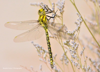 Aeshna cyanea macho en estado por Ricardo Jorge Almeida Costa