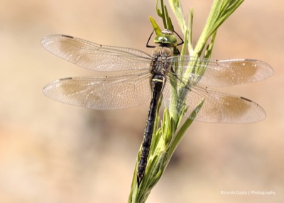 Anax parthenope hembra en estado por Ricardo Jorge Almeida Costa