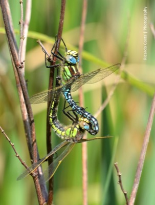 Brachytron pratense copula en estado por Ricardo Jorge Almeida Costa