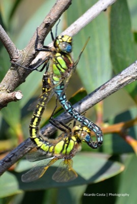 Brachytron pratense copula en estado por Ricardo Jorge Almeida Costa
