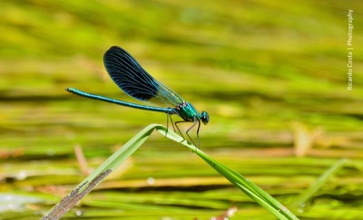 Calopteryx xanthostoma macho en estado por Ricardo Jorge Almeida Costa