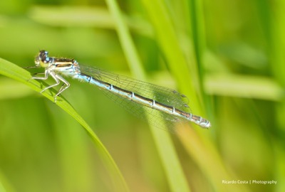 Coenagrion mercuriale hembra en estado por Ricardo Jorge Almeida Costa