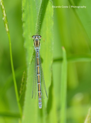 Coenagrion mercuriale hembra en estado por Ricardo Jorge Almeida Costa