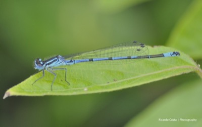 Coenagrion puella macho en estado por Ricardo Jorge Almeida Costa
