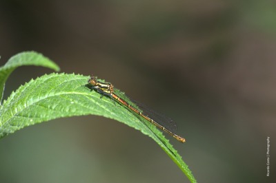 Pyrrhosoma nymphula hembra en estado por Ricardo Jorge Almeida Costa