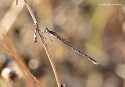 Sympecma fusca hembra en estado por Ricardo Jorge Almeida Costa