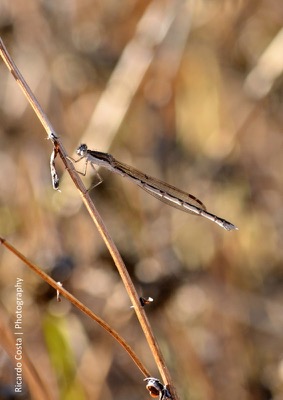 Sympecma fusca hembra en estado por Ricardo Jorge Almeida Costa