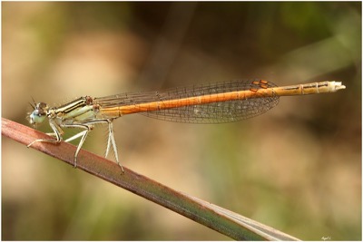 Platycnemis acutipennis macho en estado por Angel Martín Ojeda