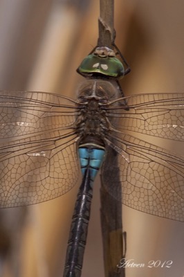 Anax parthenope macho en estado por Antonio E. Tetares Ventura