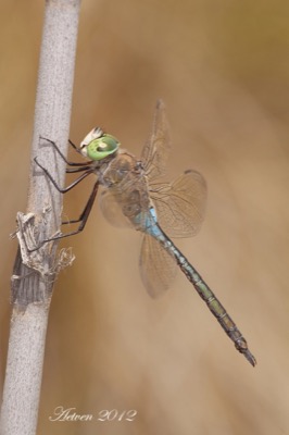 Anax parthenope macho en estado por Antonio E. Tetares Ventura