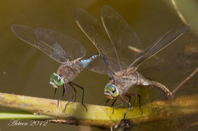 Anax parthenope copula en estado por Antonio E. Tetares Ventura