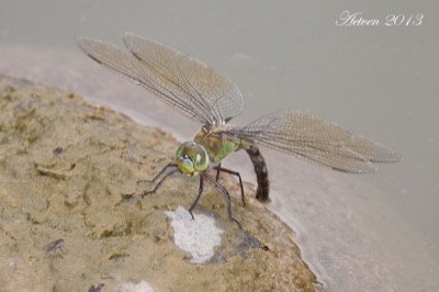 Anax parthenope hembra en estado por Antonio E. Tetares Ventura