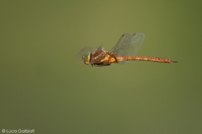 Anaciaeschna isosceles macho en estado por Luca