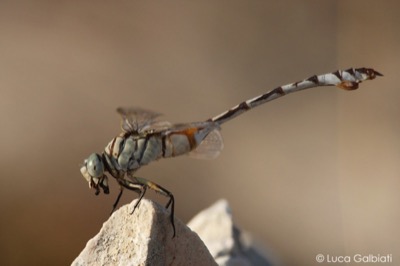 Lindenia tetraphylla hembra en estado por Luca