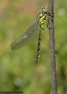 Gomphus simillimus macho en estado por Gonzalo Astete