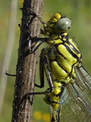 Gomphus simillimus macho en estado por Gonzalo Astete