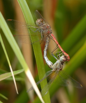 Sympetrum sinaiticum copula en estado por Gonzalo Astete