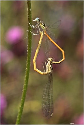 Platycnemis acutipennis copula en estado por Angel Martín Ojeda