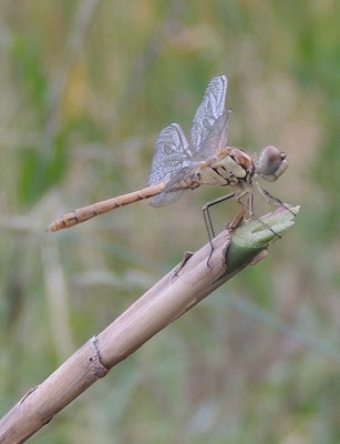 Sympetrum sinaiticum macho en estado por Gonzalo Astete
