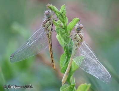Sympetrum sinaiticum hembra en estado por Jose Manuel Gaona