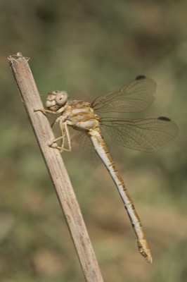 Onychogomphus costae hembra en estado por Miguel Olivera